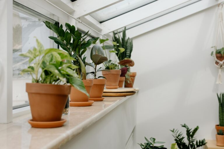 indoor-potted-plants